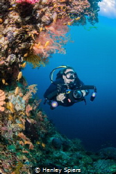 Diver explores secret reef by Henley Spiers 